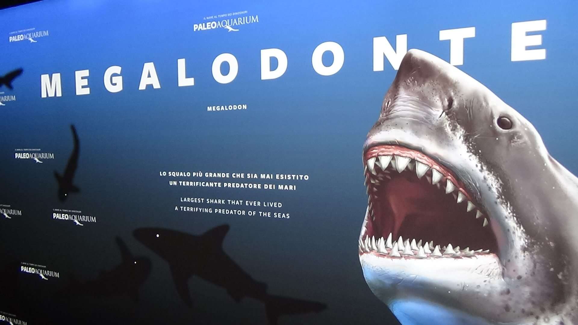 Paleoacquario (9)