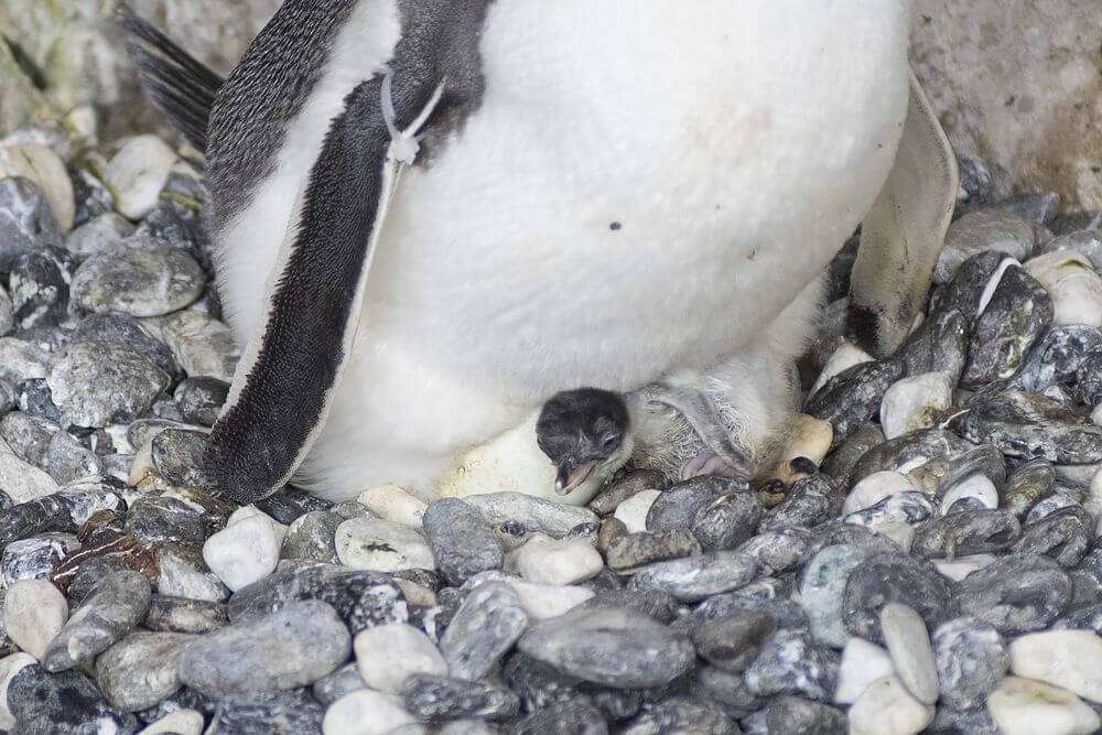piccolo pinguino papua Acquario di Genova 1