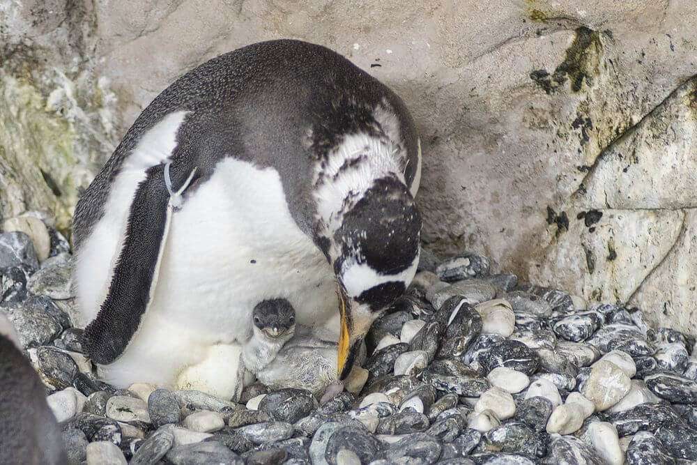 pinguino papua pulcino Acquario di Genova