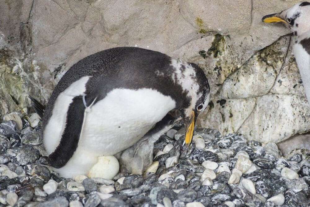 pulcino pinguino papua cibo Acquario di Gen ova