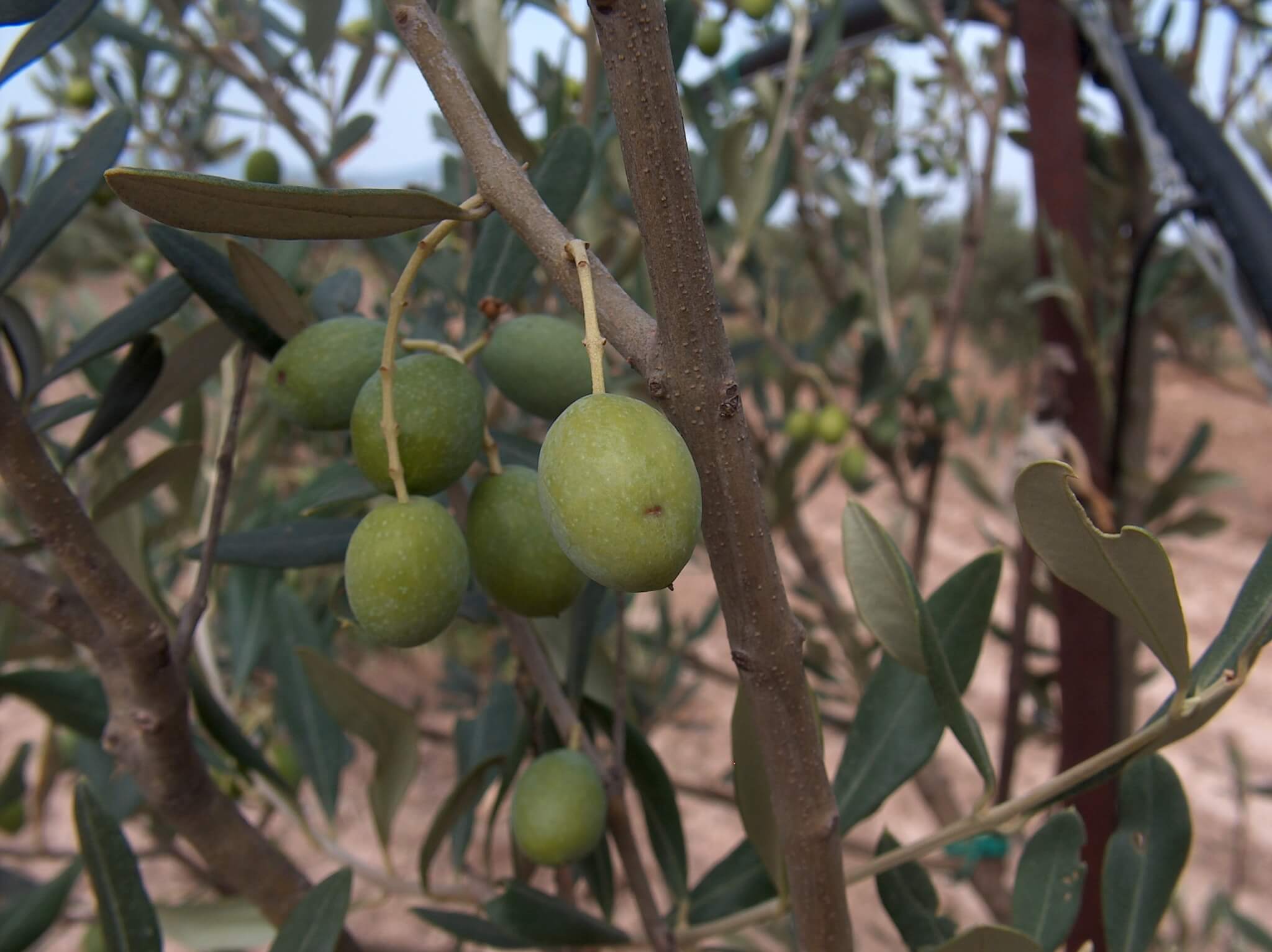 agricoltura