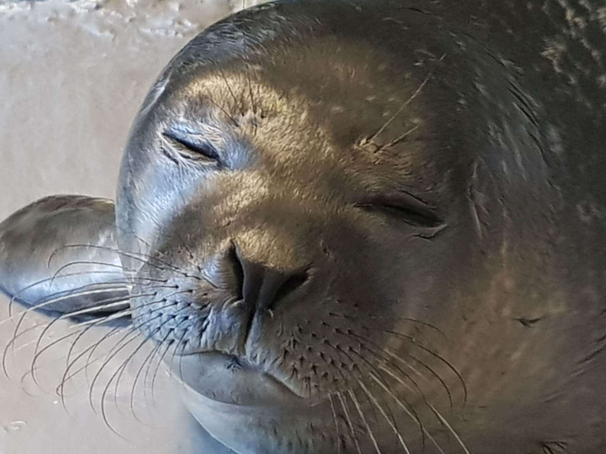 cucciolo Luna dorme