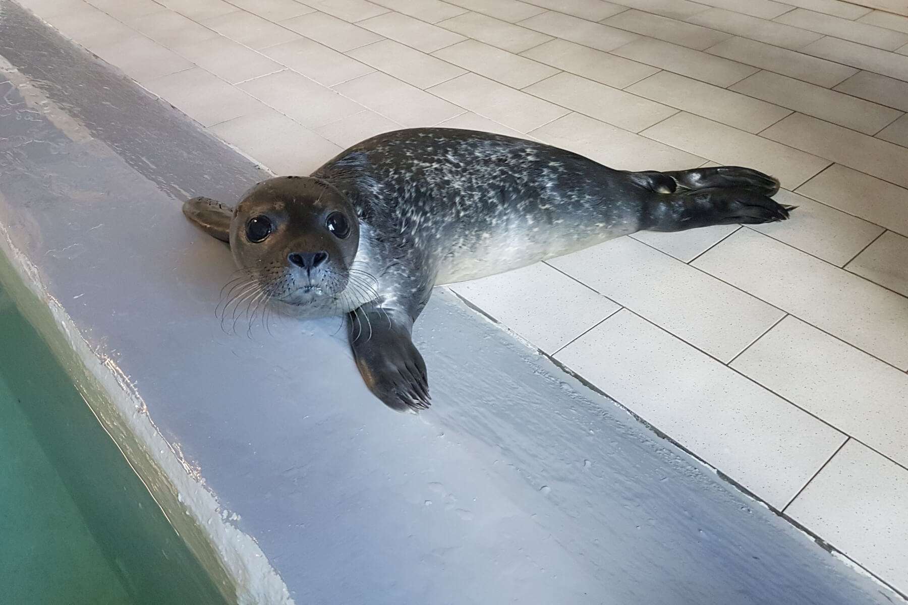 cucciolo foca nursery 22.08.2017