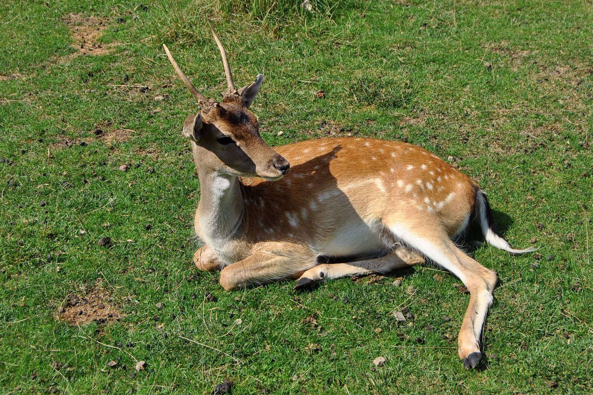 capriolo