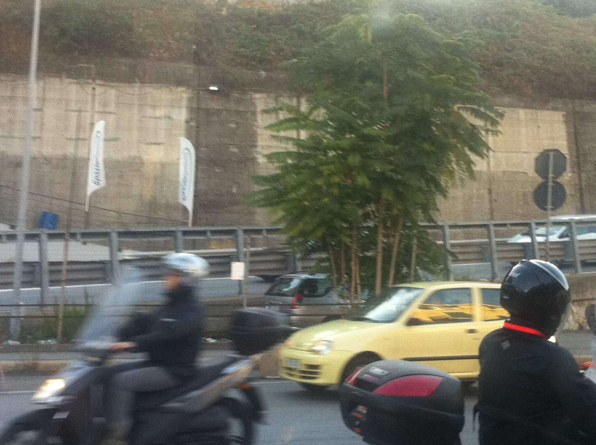 Ailanto in via Siffredi