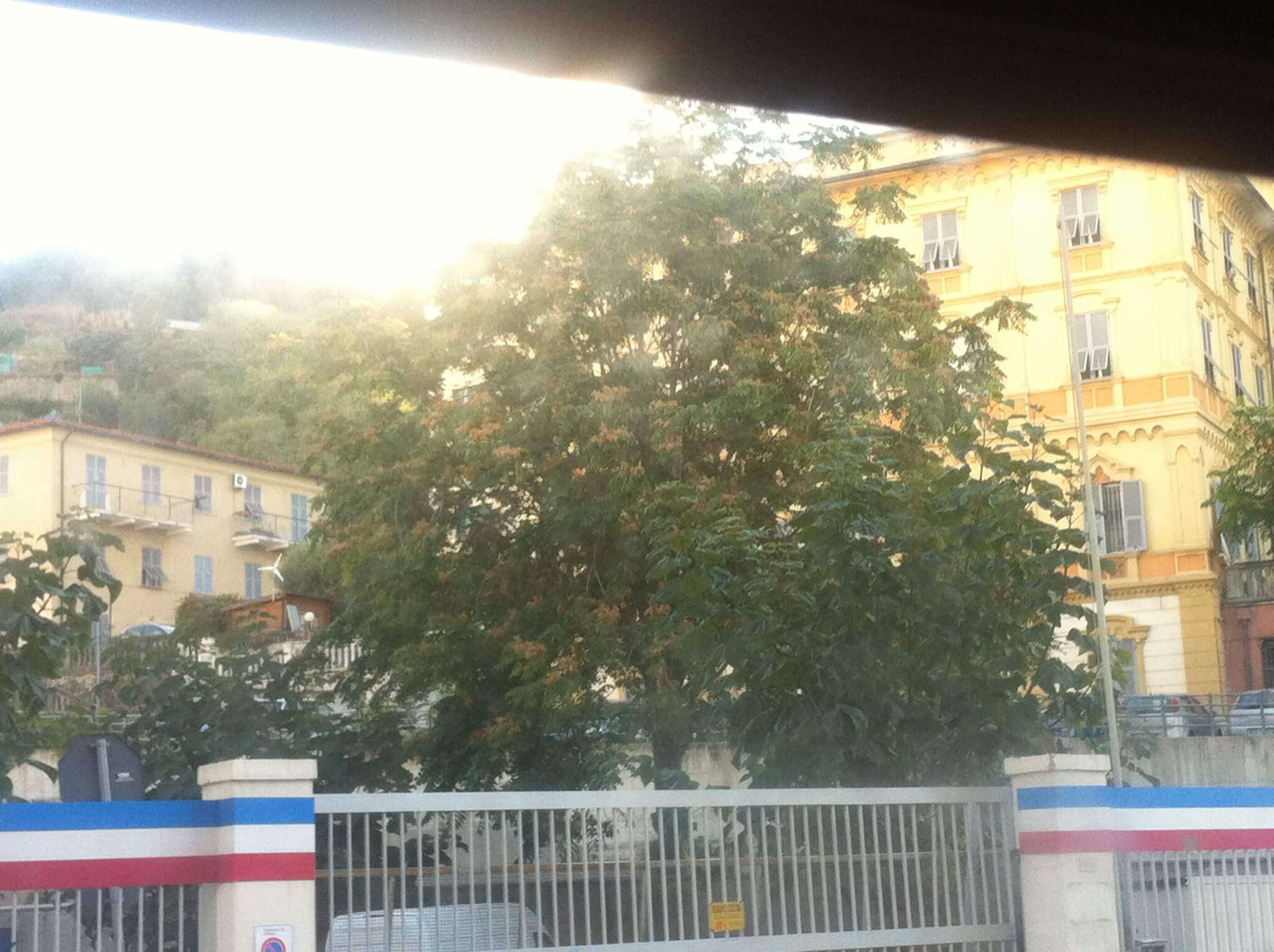 Ailanto in via Siffredi