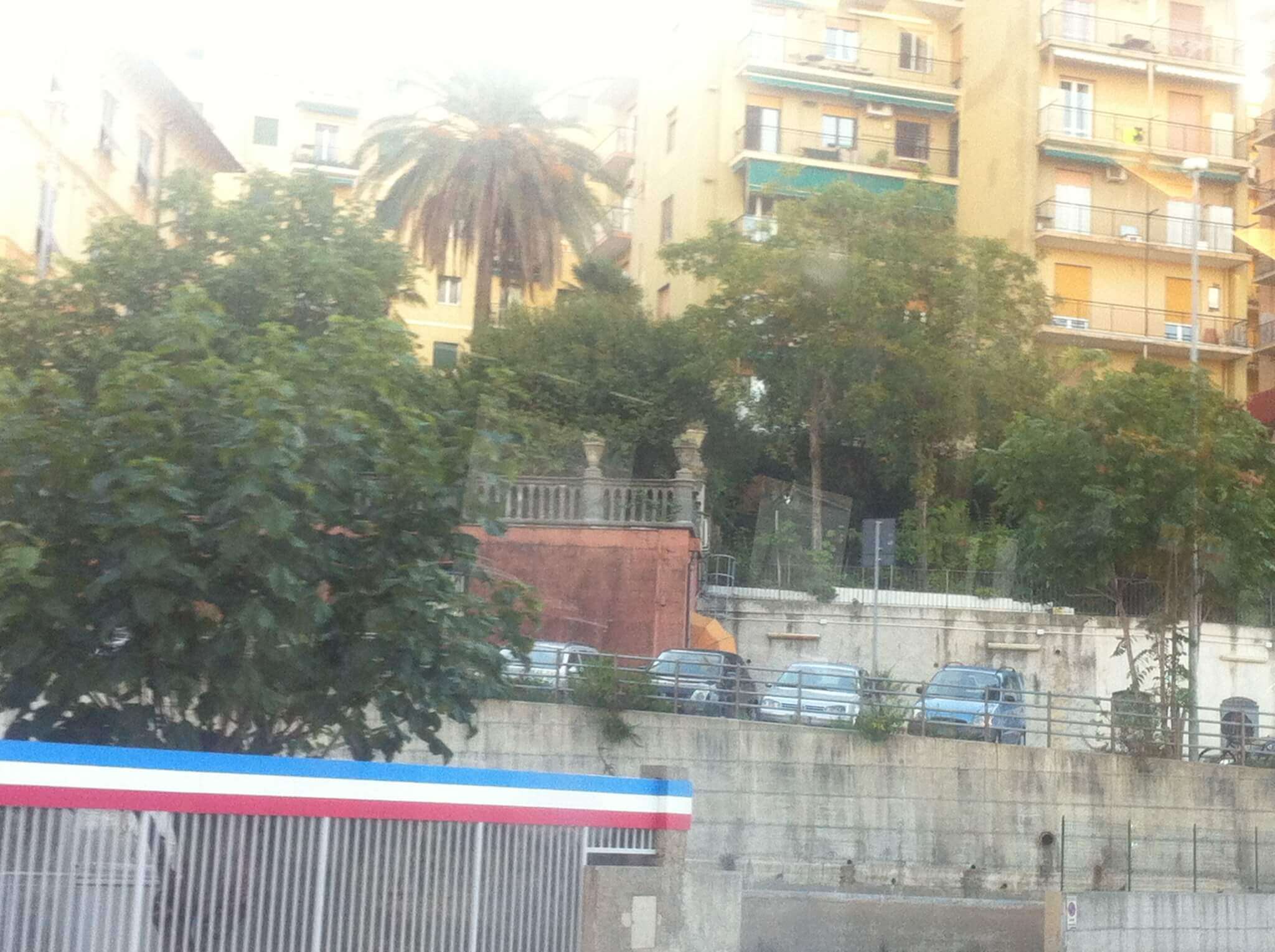 Ailanto in via Siffredi