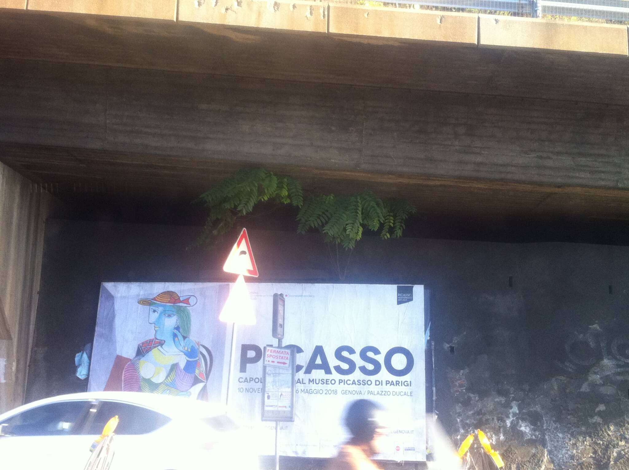 Ailanto sotto la rampa per l’ingresso del casello Genova Aeroporto