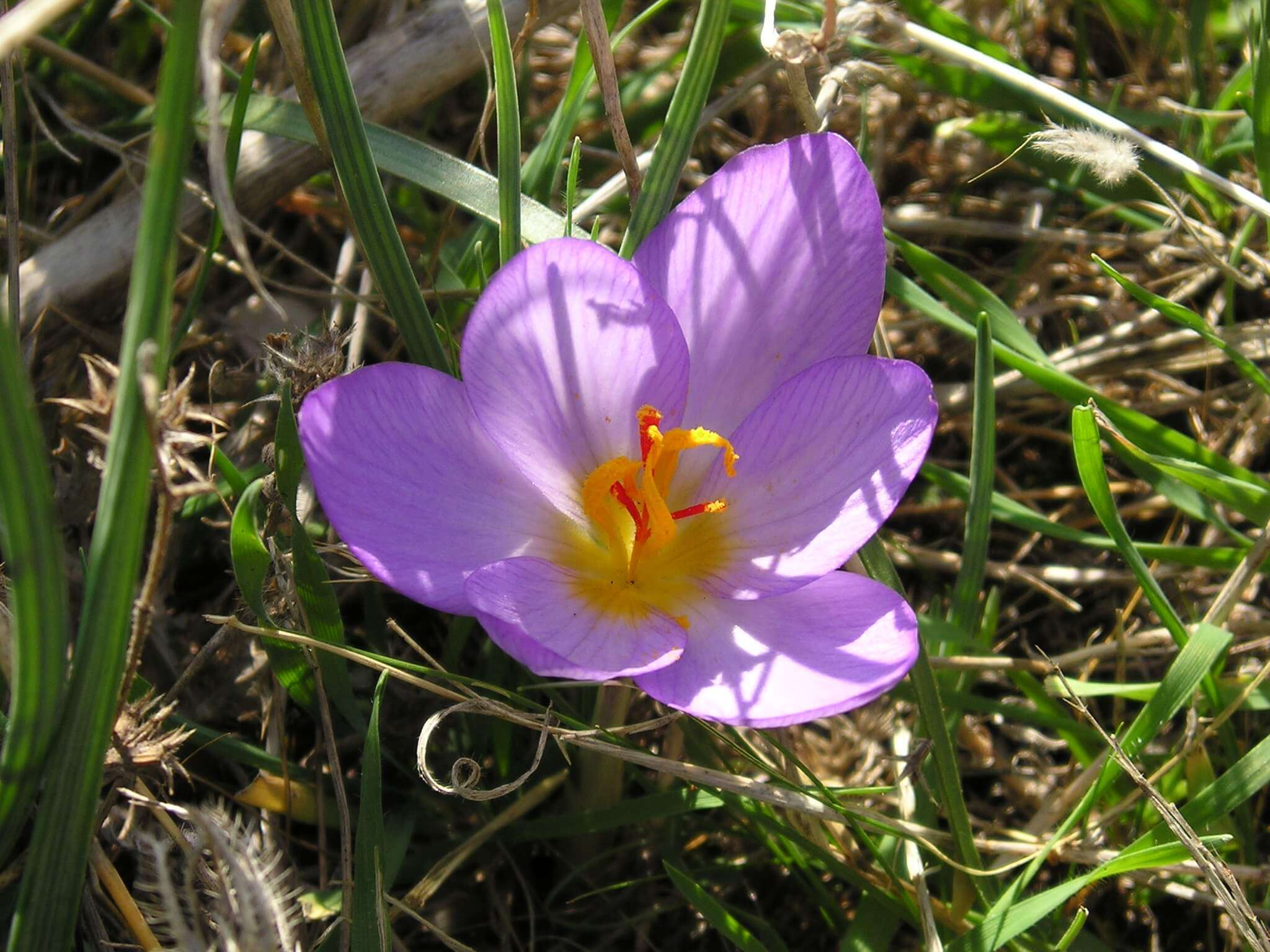 zafferano