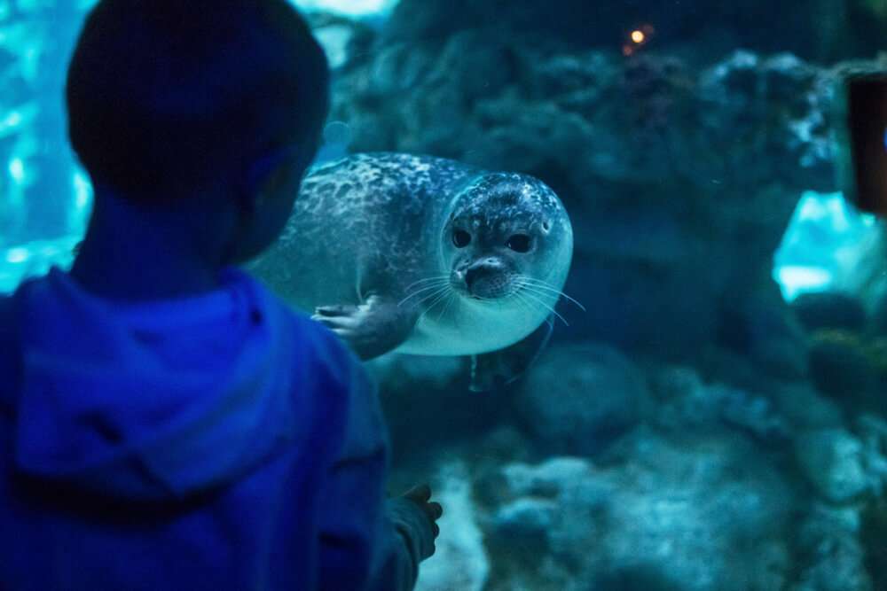 Cucciolo di foca, Acquario di Genova