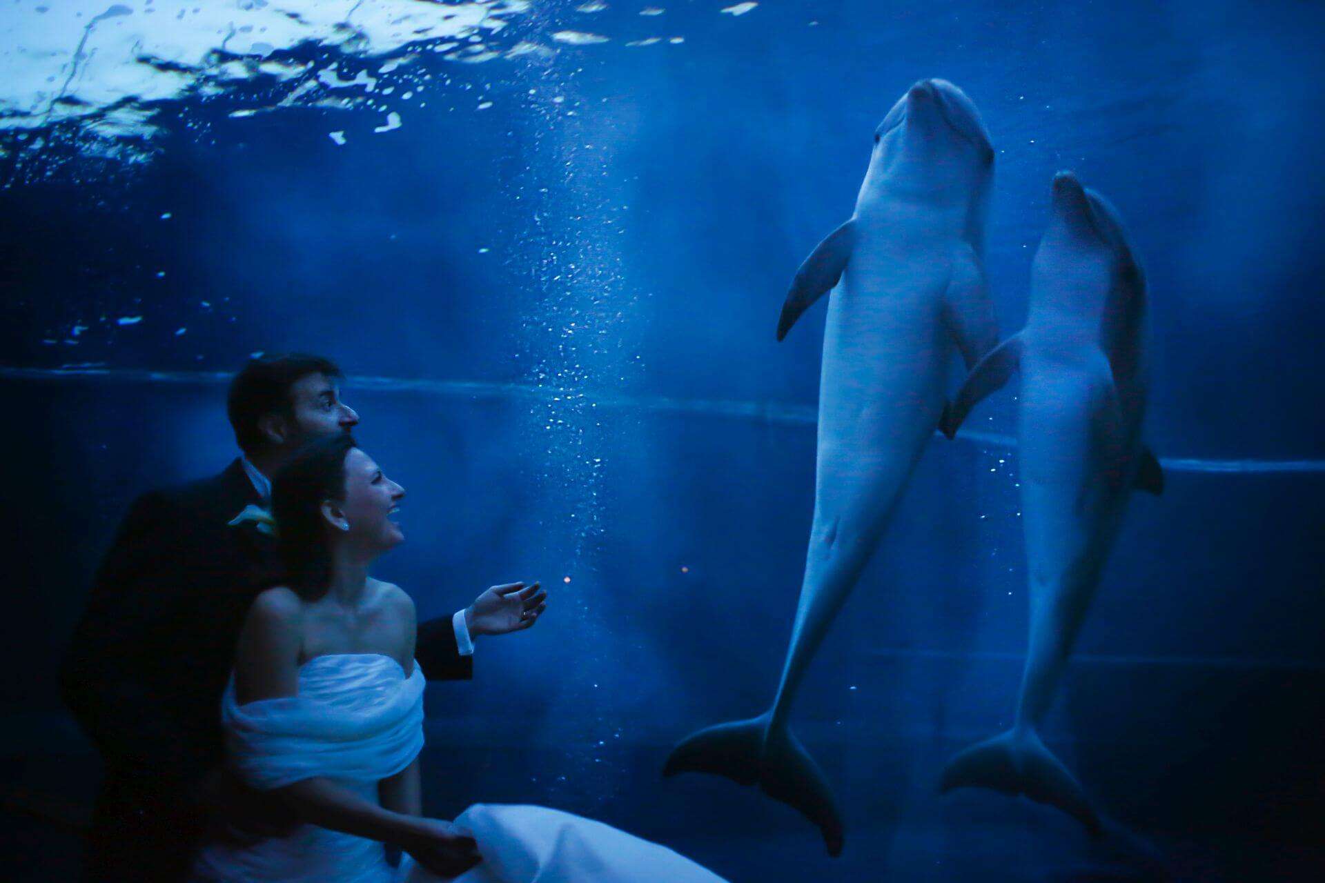 Wedding delfini