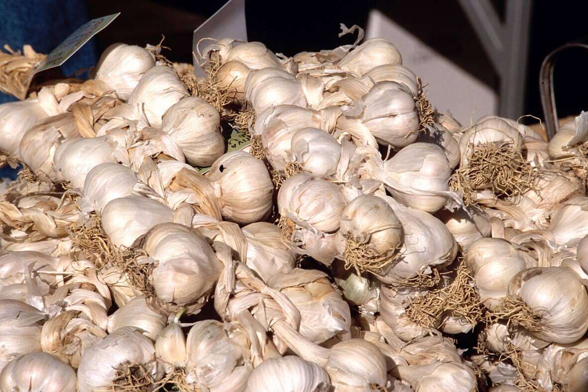aglio di vessalico