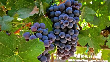 barbera uva