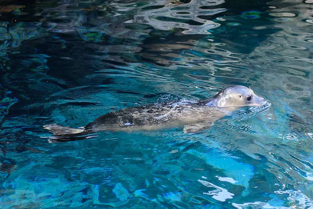 cucciolo foca Pesto, Acquario di Genova