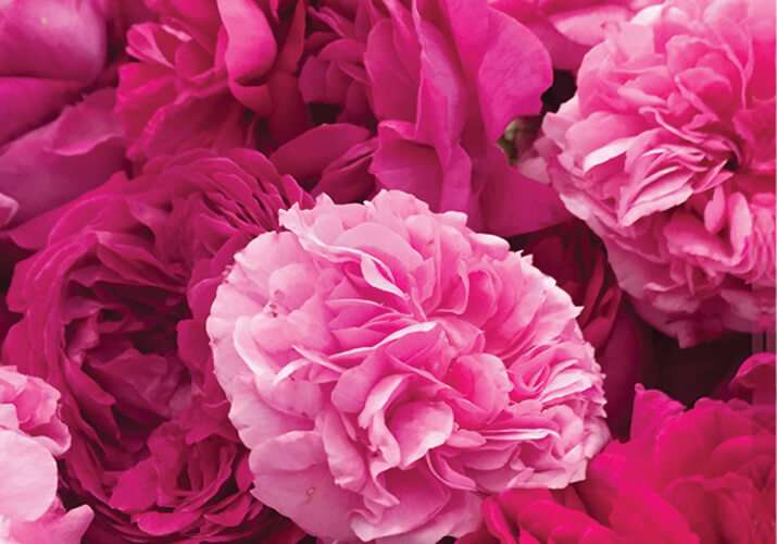 rosa della valle scrivia