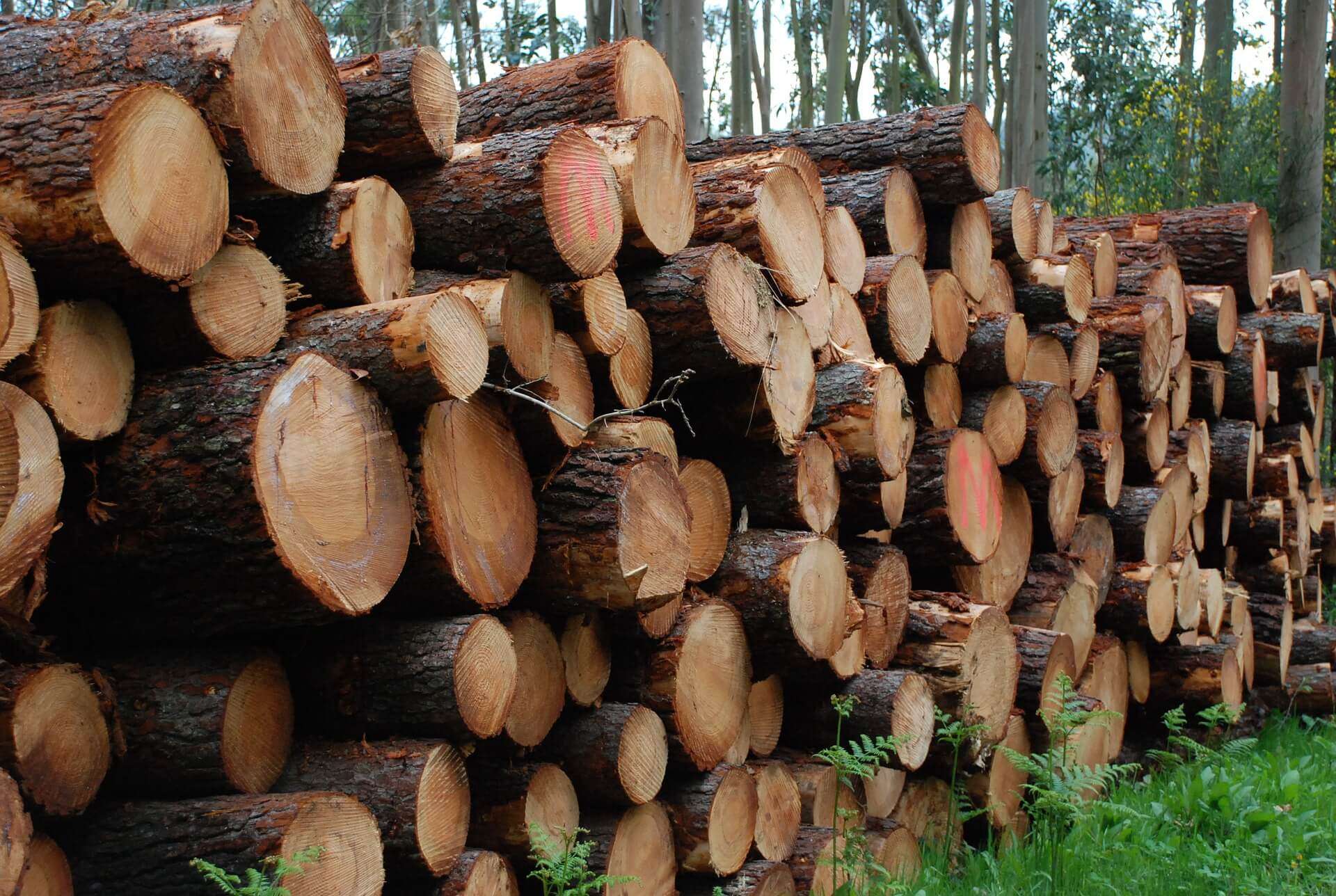 Legna, alberi tagliati, taglio alberi, legno
