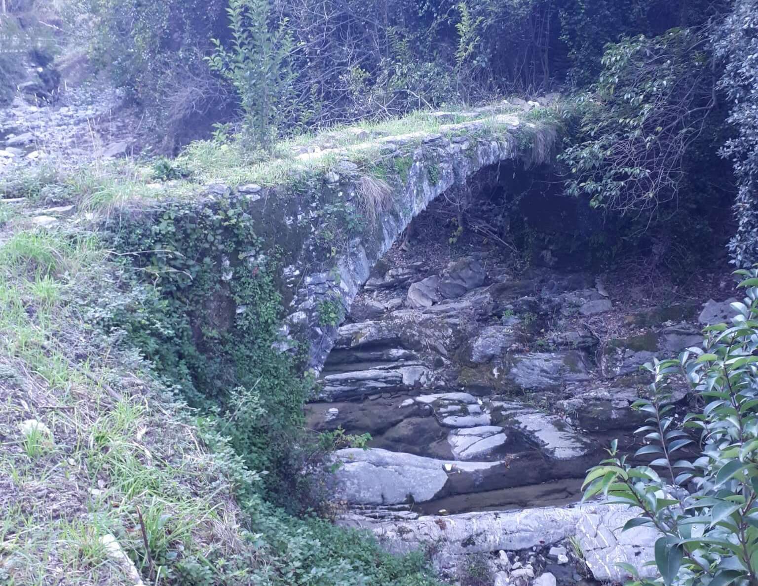 Rio Tuja