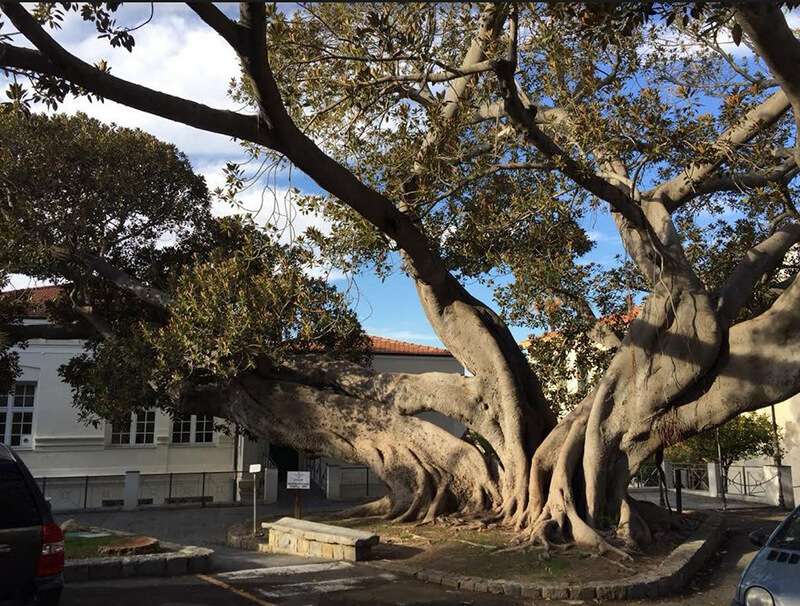 albero monumentale