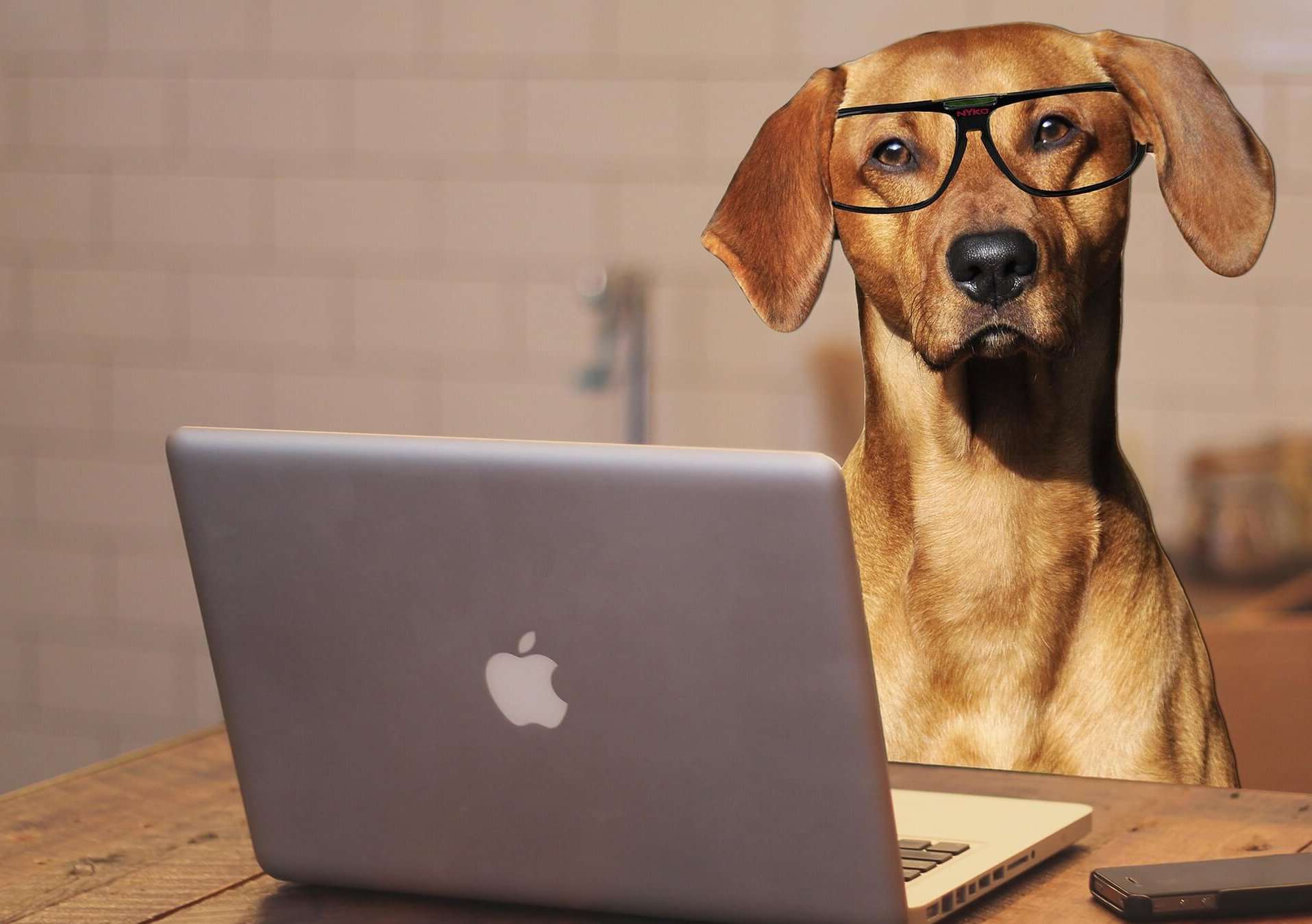 cane ufficio