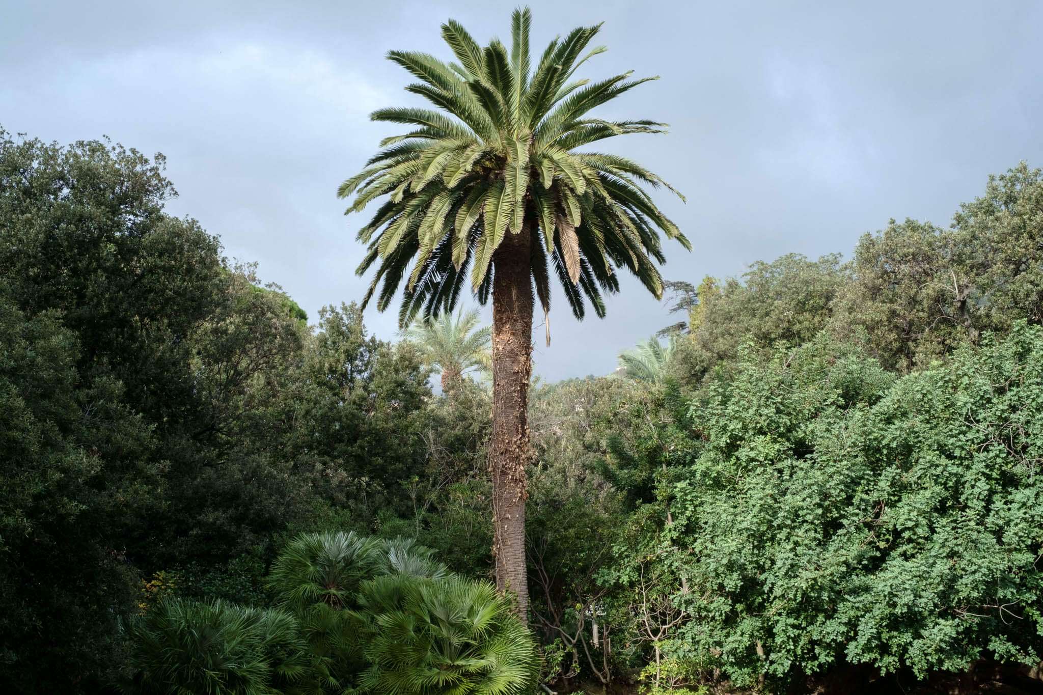 Parchi di Nervi