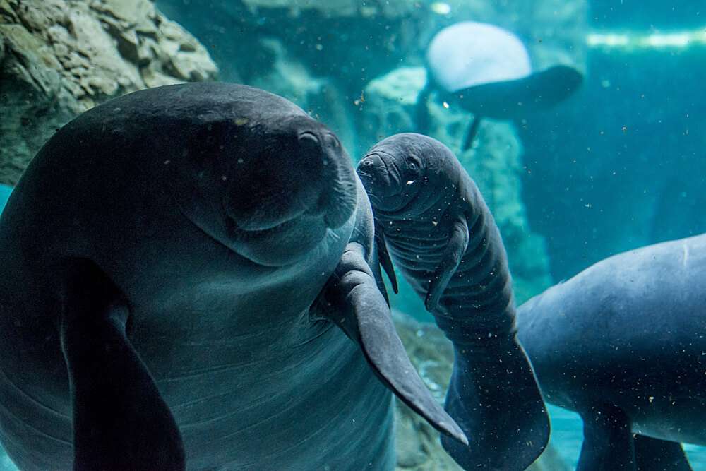 08.02.2018 cucciolo lamantino Acquario di Genova ph C. Corti (14)