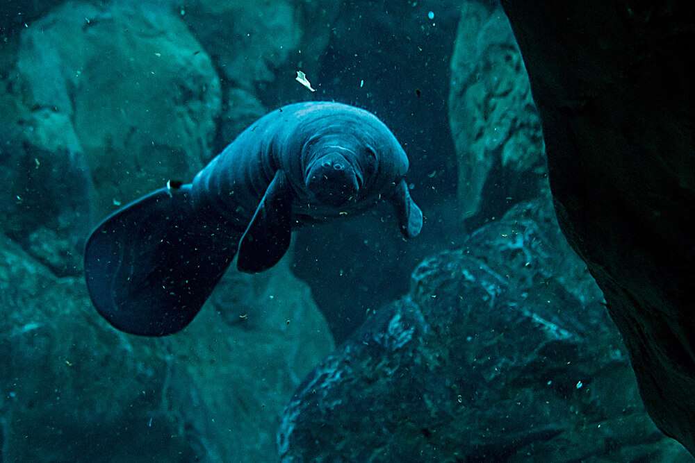 08.02.2018 cucciolo lamantino Acquario di Genova ph C. Corti (2)
