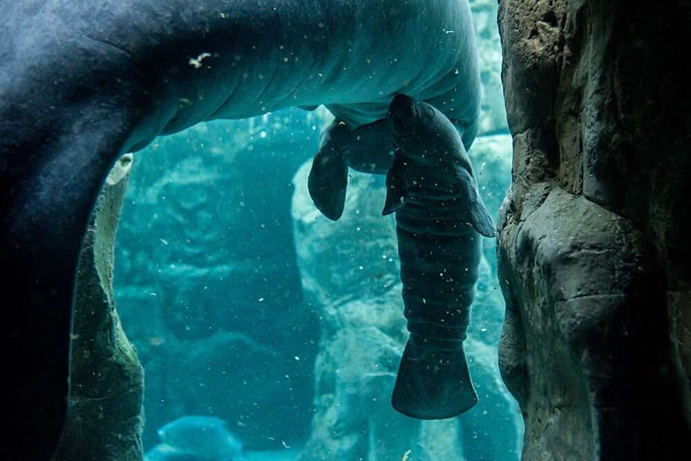 08.02.2018 cucciolo lamantino Acquario di Genova ph C. Corti (22)