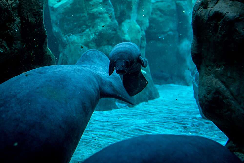 08.02.2018 cucciolo lamantino Acquario di Genova ph C. Corti (5)