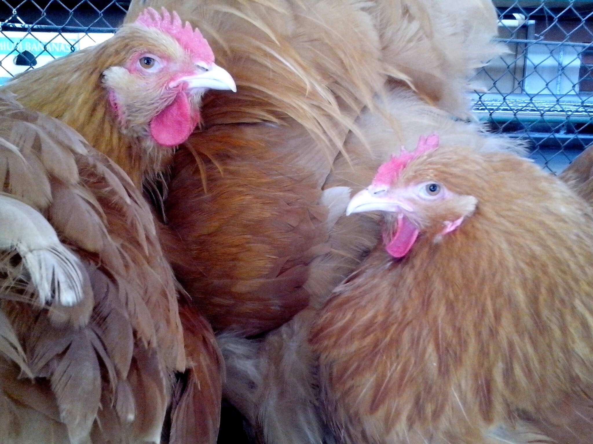 galline, polli
