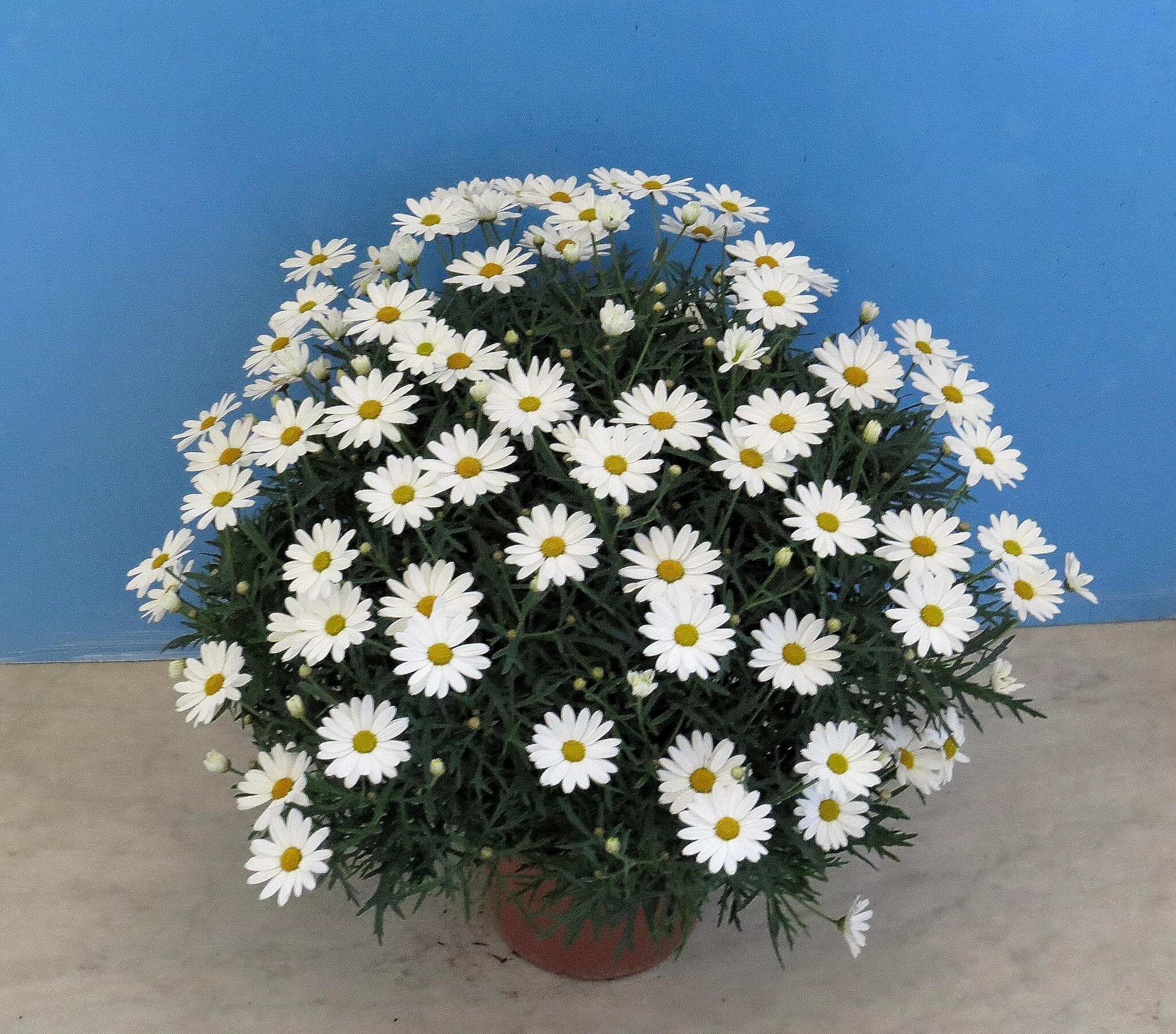 margherita itala