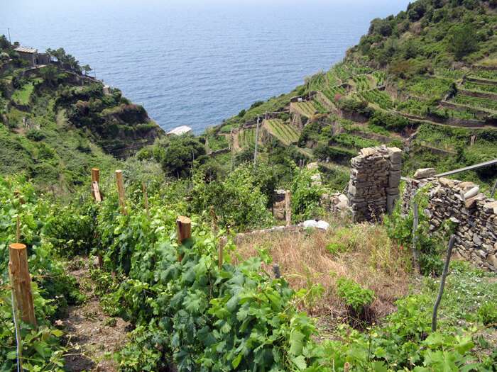 agricoltura