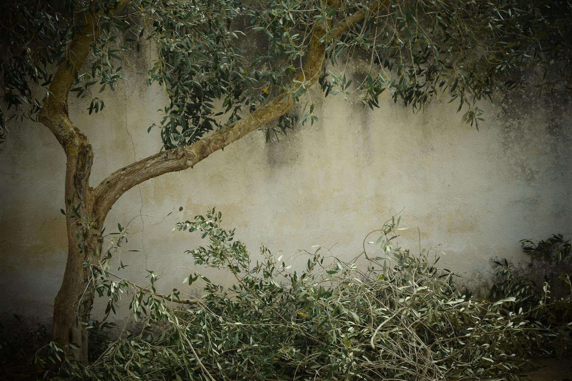 olivo