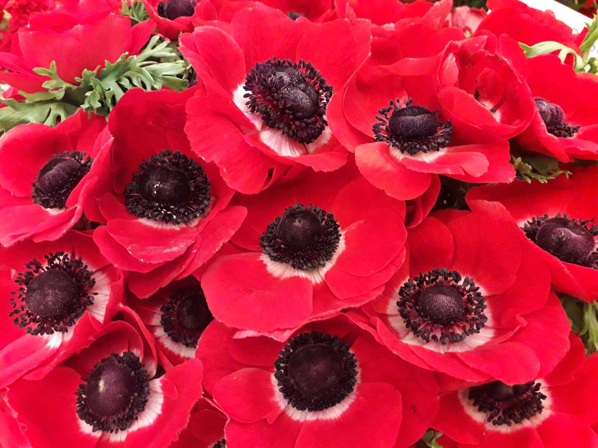 fiori, euroflora