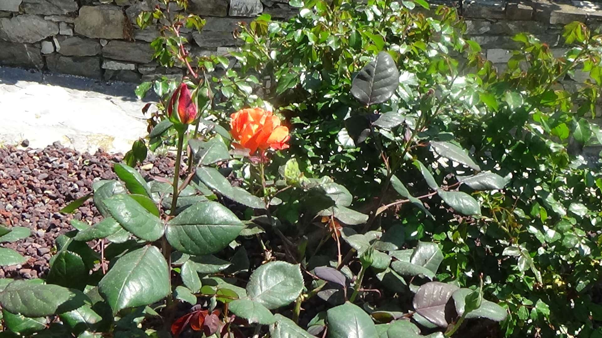 euroflora