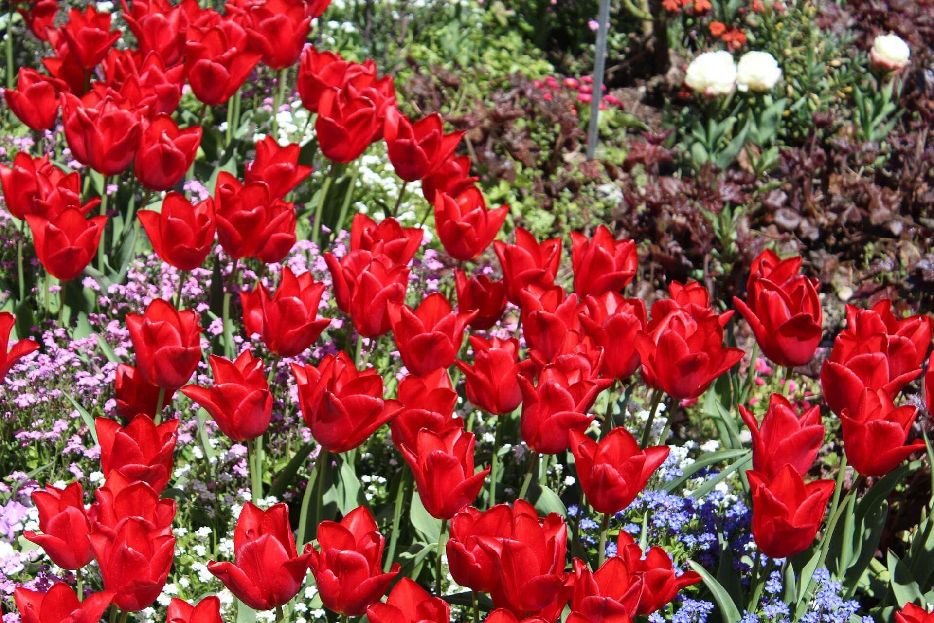 orto botanico fiori rari