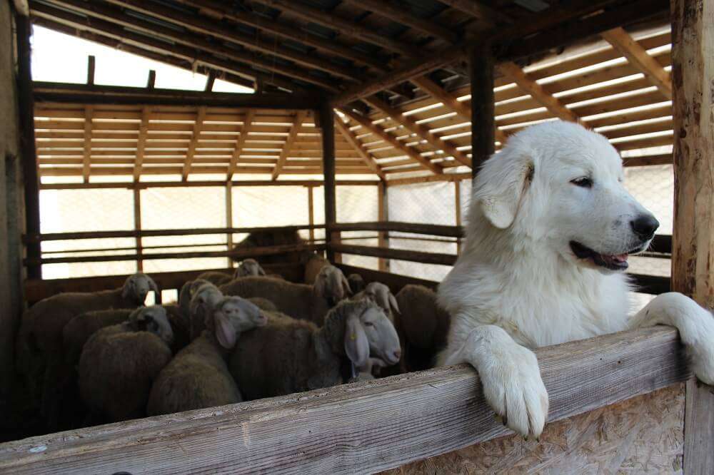 cane da guardiania