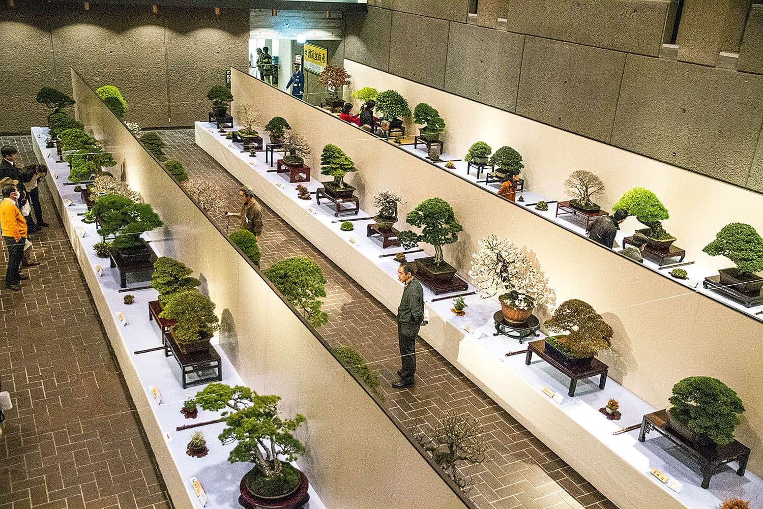 esempio esposizione bonsai