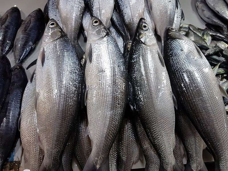 Branzini pesca mercato del pesce