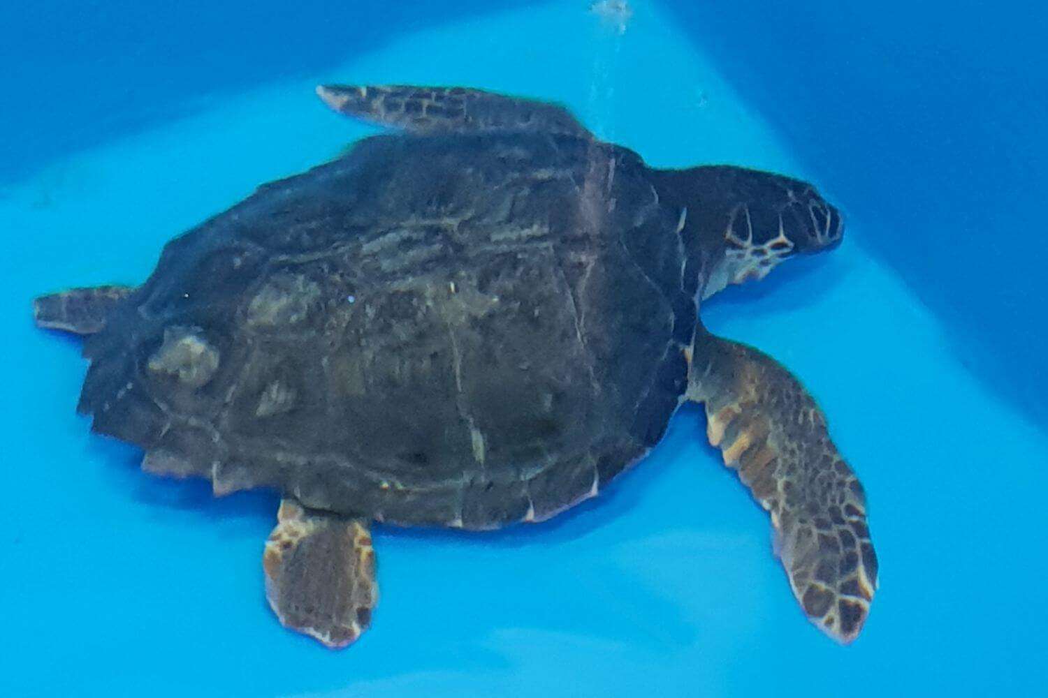 Primavera media caretta caretta