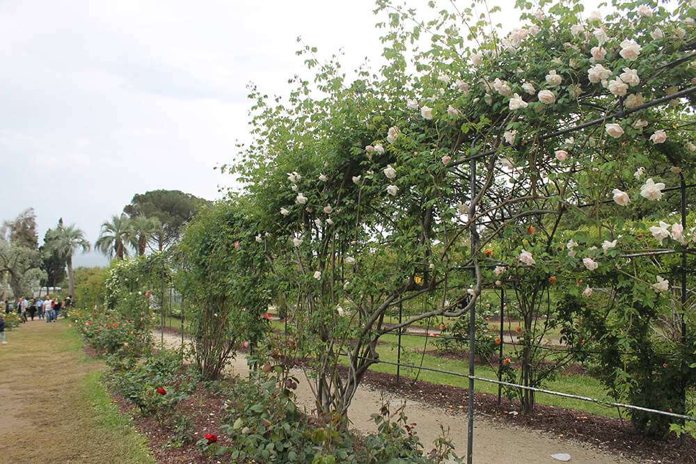 Roseto_Parchi_di_Nervi_2018_