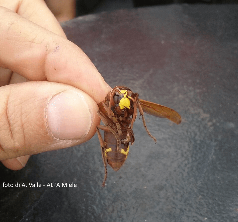 vespa orientalis