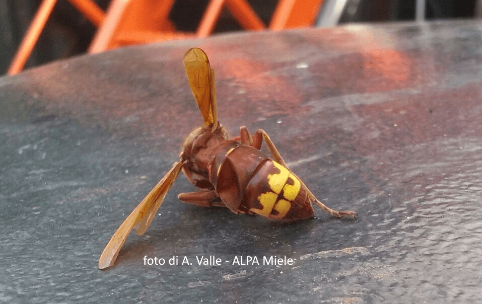 vespa orientalis