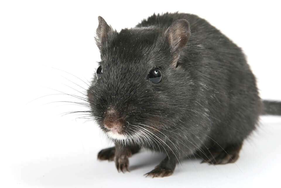 ratto 1