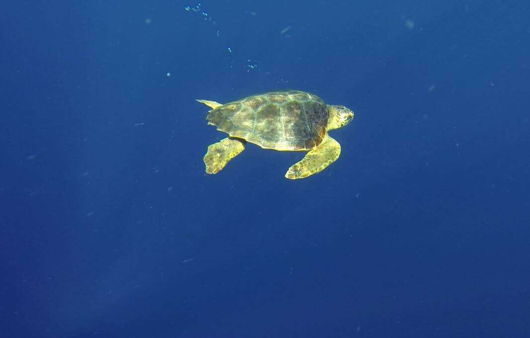rilascio Caretta caretta Acquario di Genova