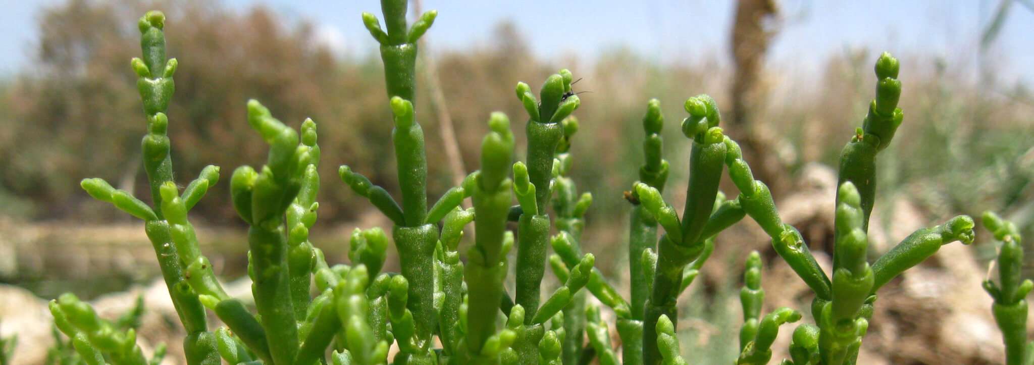 salicornia
