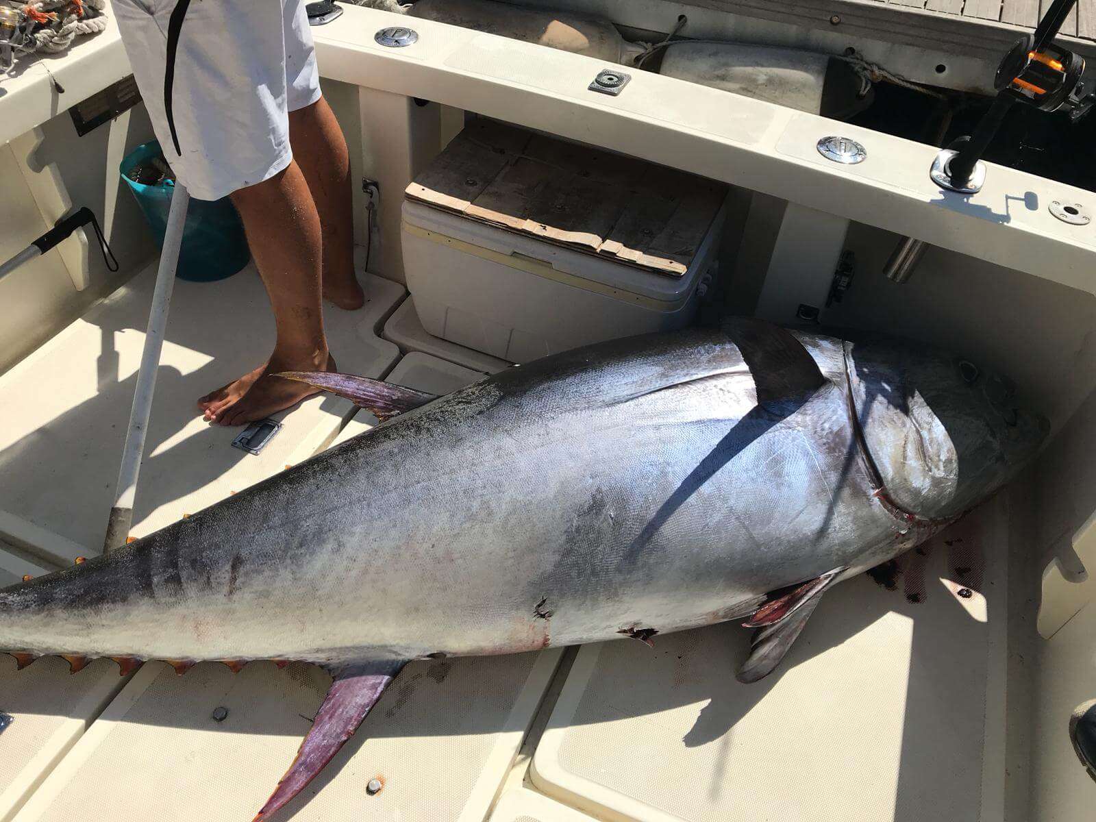 tonno rosso pesca