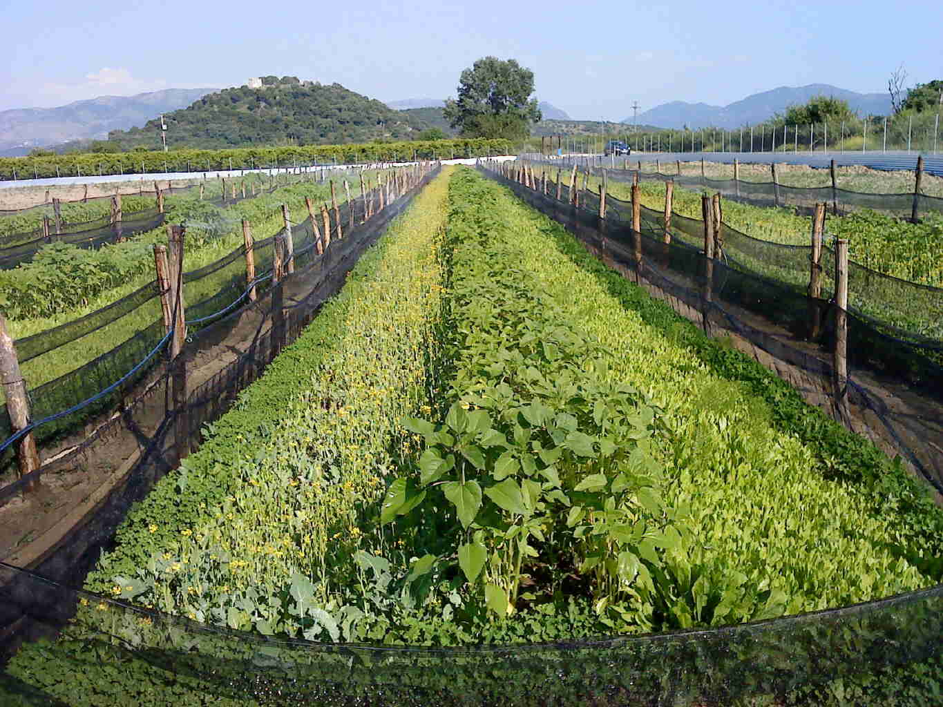 allevamento chiocciole ciclo naturale