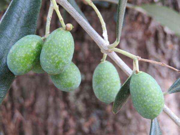 olive foto