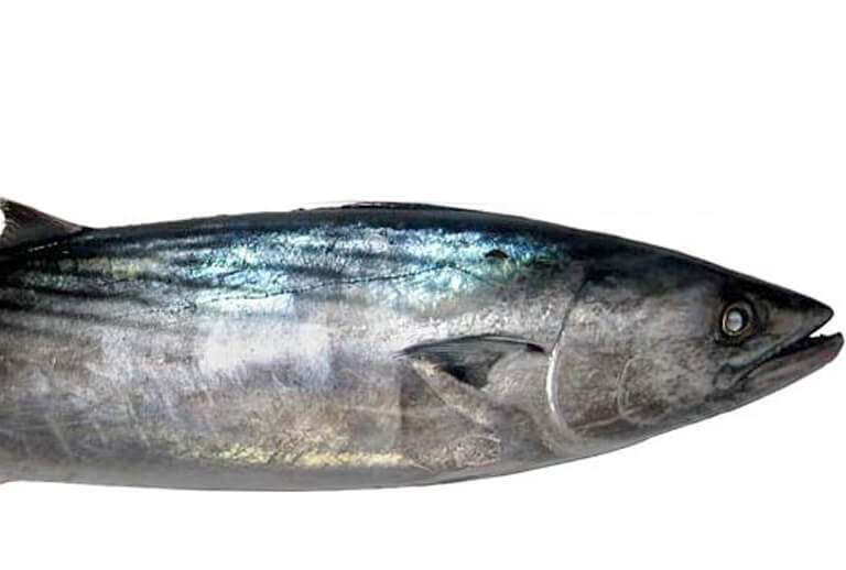 palamita pedia