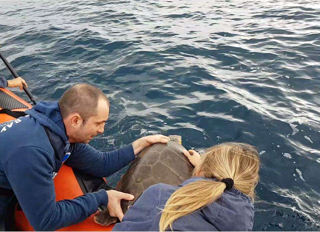 rilascio caretta caretta Savona
